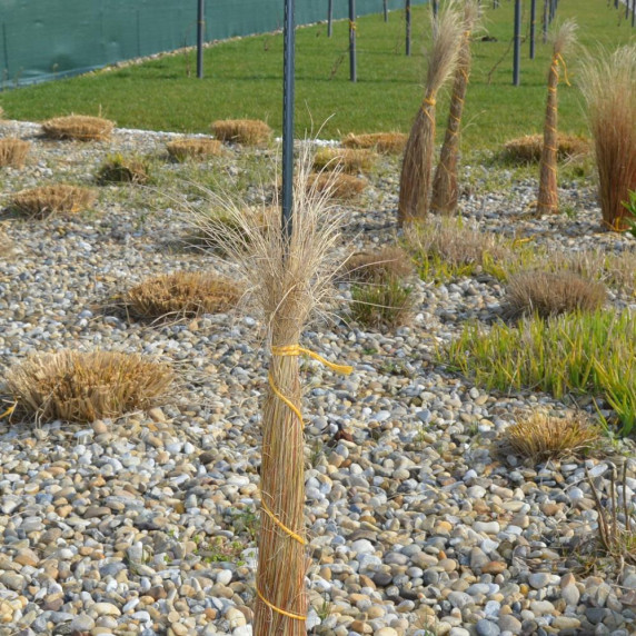 GARDEN LINE Növénytámasz, növényfuttató karó 16 mm 180 cm - 1 darab