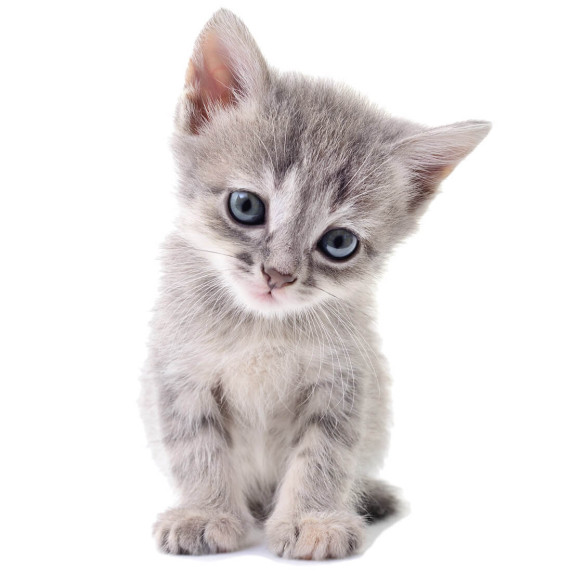 Falmatrica KITTEN 94x61 cm - Cicás L